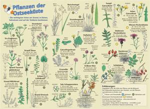 Pflanzen der Ostseeküste 