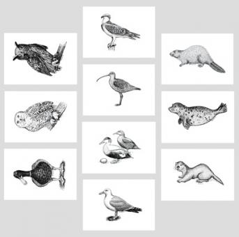 Kunst-Postkarten Vögel und Säugetiere 
