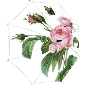 Regenschirm Rosa centifolia 