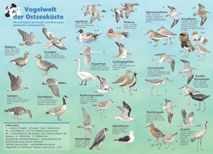 Vogelwelt der Ostseeküste 