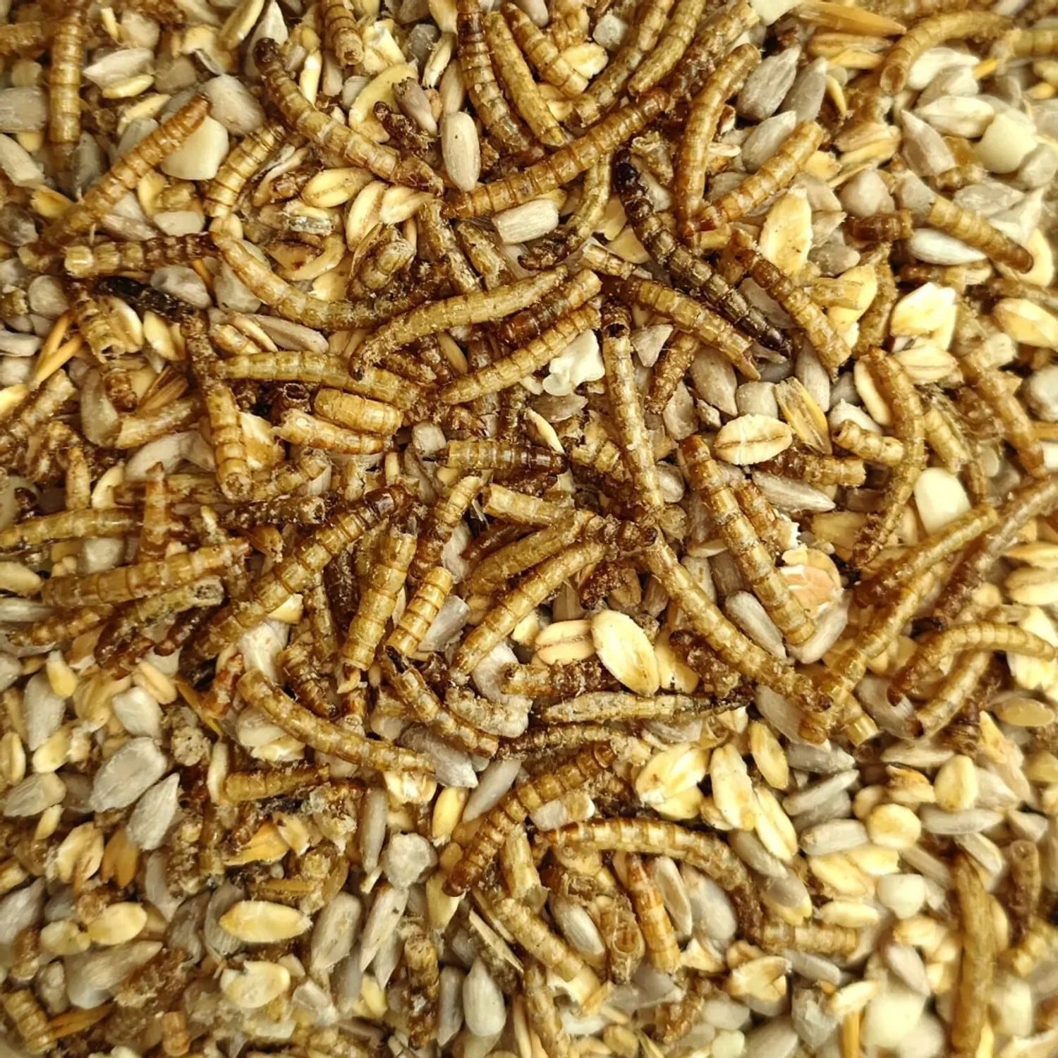 Klasebo Vogelfutter Mit Mehlwürmern 20 kg Für Wildvögel