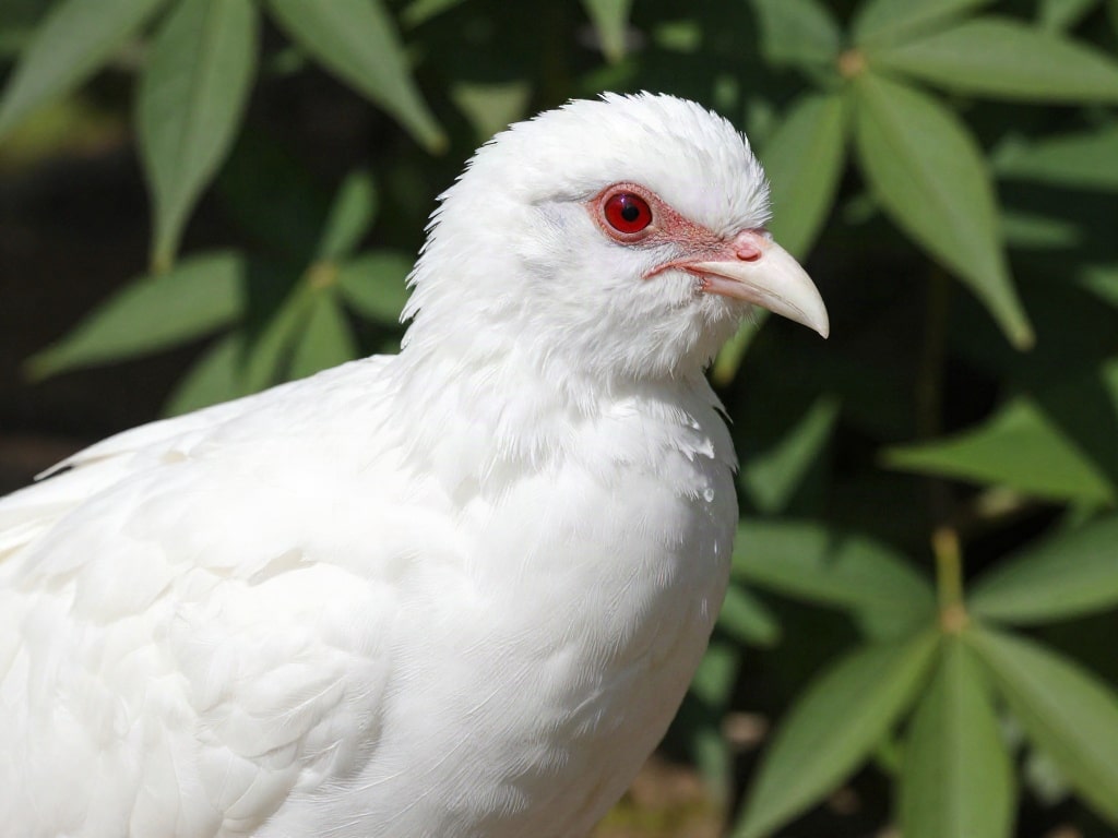 Leuzismus Albino Vogel